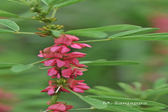 Indigofera trifoliata